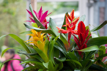 Fototapeta premium Guzmania in the flowerpot on abstract background. House, office plant.