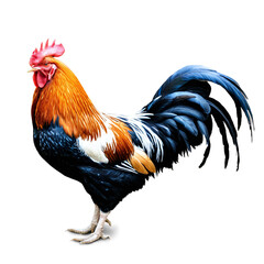 Fototapeta premium rooster isolated on transparent background