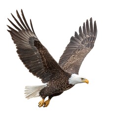 Fototapeta premium Bald eagle soaring with wings spread wide isolated on white background