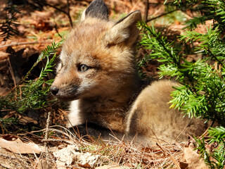 Fox Kit brimming with curiosity and eagerness to explore her surroundings 