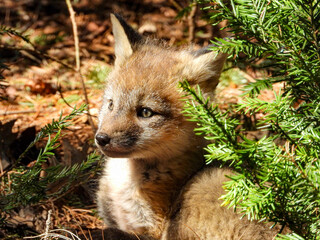 Fox Kit brimming with curiosity and eagerness to explore her surroundings 