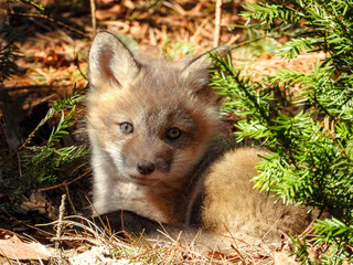 Fox Kit brimming with curiosity and eagerness to explore her surroundings 
