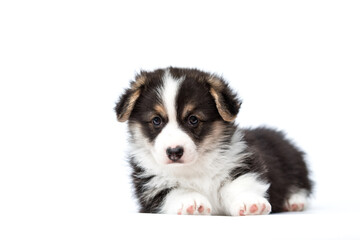 Welsh Corgi tricolor puppy lying and looking