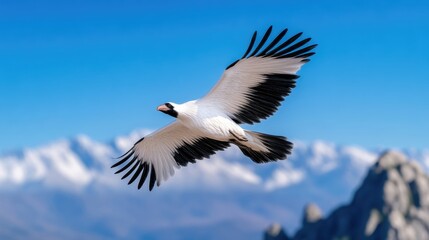 Obraz premium White and black bird in flight over mountains