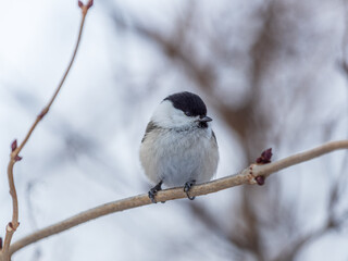 Cute bird the willow tit, song bird sitting on a branch without leaves in the winter.