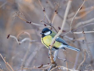 Cute bird Great tit, songbird sitting on a branch without leaves in the autumn or winter.