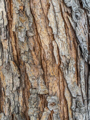 The texture of the bark of an old apple tree