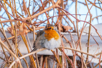 Cute bird the European Robin, Erithacus rubecula. sitting on the tree branch in winter.
