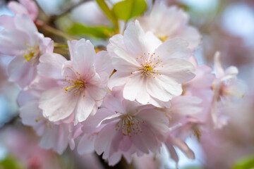 Cherry blossoms bloom in springtime, showcasing delicate petals