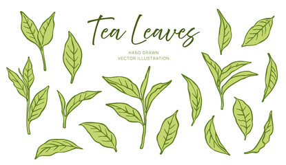 Set of hand-drawn green tea leaves isolated on white background. Botanical vector illustration of tea plant foliage in different shapes and angles. Herbal ingredient and natural food concept
