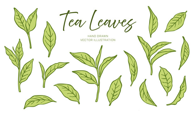 Set of hand-drawn green tea leaves isolated on white background. Botanical vector illustration of tea plant foliage in different shapes and angles. Herbal ingredient and natural food concept