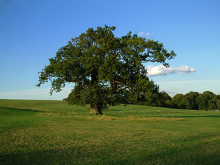 lonely tree on the field