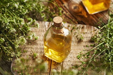 A bottle of herbal tincture made of fresh blooming shepherd's purse plant