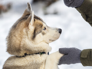 Portrait of the Siberian Husky dog black and white colour with blue eyes in winter.