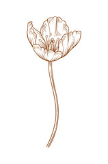 Tulip flower, brown color. Beautiful spring decor. Drawing element for Easter, Mother Day, Canadian Tulip Festival. Vector illustration