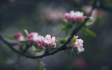 Blossoming apple tree in spring. Soft focus. dark background