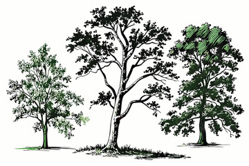 Obraz premium 37 Watercolor trees, botanical illustration, side-by-side comparison, three different tree species, lush green foliage, distinct tree shapes, white background, realistic detail, nature study, environm