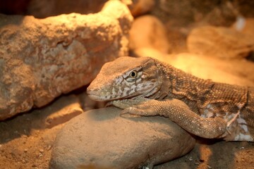 lizard on the rock