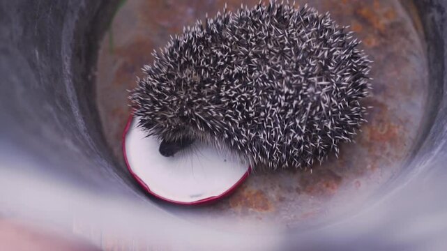 Hedgehog sniffs a bowl of milk.