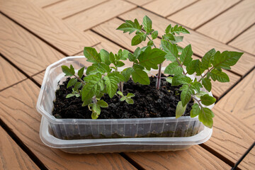 DIY Balcony Garden with Young Tomato Plants – Sustainable Urban Farming

