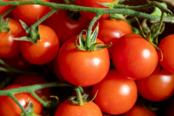 Fresh Cherry Tomatoes on Green Vine – Organic, Juicy, and Ripe