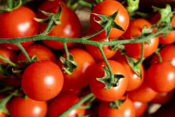 Fresh Cherry Tomatoes on Green Vine – Organic, Juicy, and Ripe