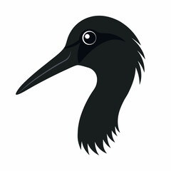 black crowned night heron