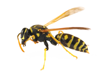 European paper wasp, Polistes associus, isolated on white background, side view, clipping
