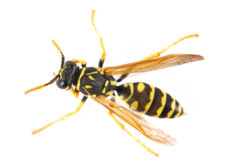 European wasp, Polistes associus, isolated on white background, top view, clipping
