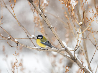 Cute bird Great tit, songbird sitting on a branch without leaves in the autumn or winter.