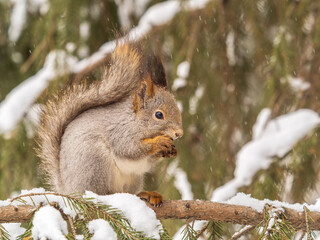 The squirrel with nut sits on tree in the winter or late autumn