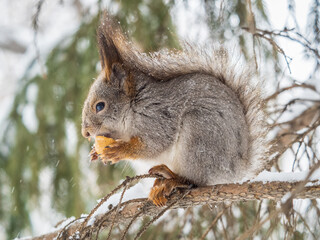 Fototapeta premium The squirrel with nut sits on tree in the winter or late autumn