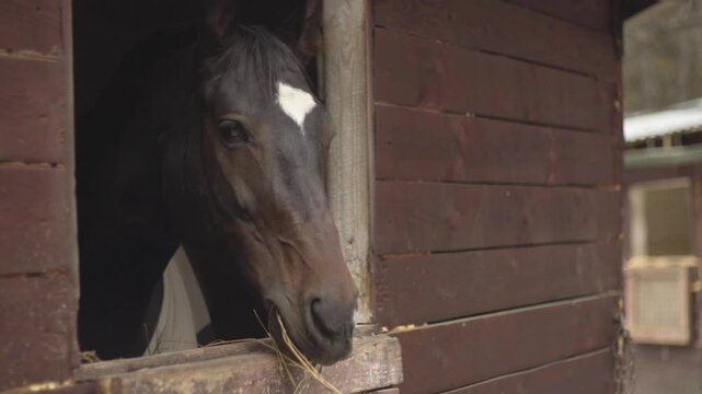 Brown horse chewing hay in the stable.