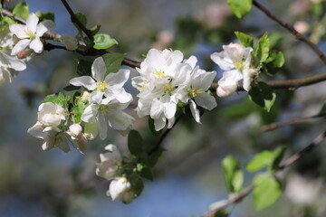 Obraz premium Blooming apple tree in a beautiful spring garden. Close up.