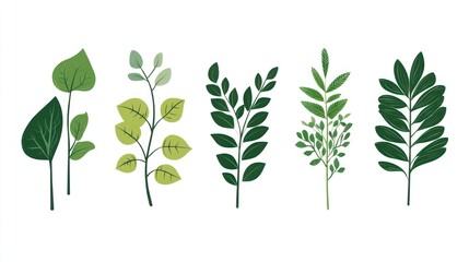 Fototapeta premium Green leaves, foliage collection, nature, botanical illustration, white background, design element