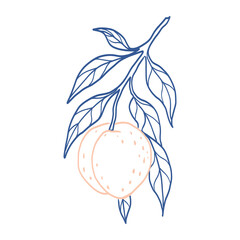 A blue and pink drawing of a peach with a leaf. The peach is shown in a light blue and pink color scheme