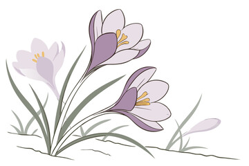 42 Delicate crocus flowers, soft purple petals, yellow stamen, green stems, watercolor painting, botanical illustration, pastel colors, white background, gentle brushstrokes, spring blooms, ethereal, 