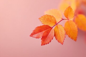 close-up of vibrant autumn leaves against solid color background shot under studio lighting