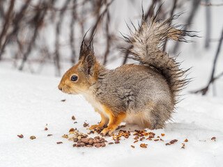 The squirrel in winter sits on white snow.