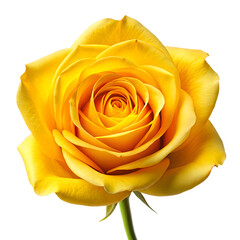 yellow rose on white background
