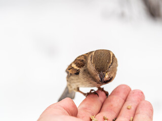 A sparrow sits on a man's hand and eats seeds.