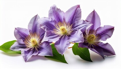 Obraz premium stunning clematis flowers with lush green leaves isolated against a white background for a fresh and bright floral display clematis flowers isolated on white background