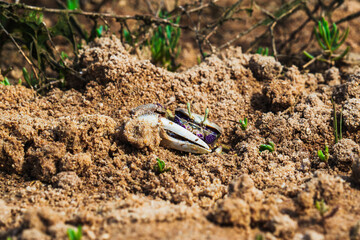 Small crab emerges from sandy terrain surrounded by green sprouts and dry twigs.