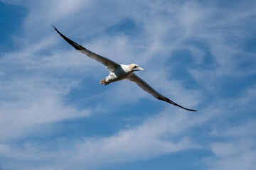 Gannet flying in Percé, Quebec, Canada