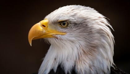 Obraz premium close up of head of bald eagle