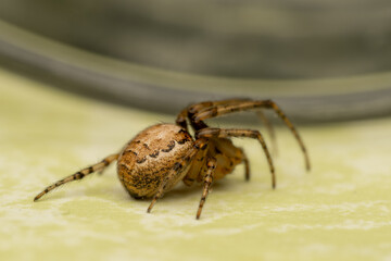 Araignée Zygiella x-notata en gros plan sur sa toile, espèce commune des jardins, tisseuse de toiles orbiculaires avec un secteur manquant, photo macro de l’araignée sectorielle