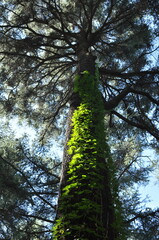 Fototapeta premium Europe Spain Madrid Jardines de Sabatini
