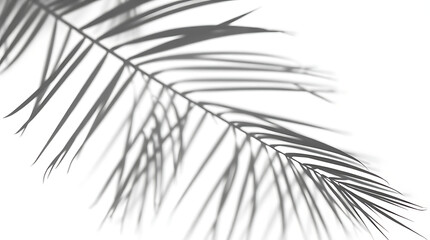 Fototapeta premium Realistic palm leaf shadow overlay effect isolated on white background, Natural shadow of tropical palm branch. Mockup of transparent shadow for product presentation, backdrop, Design elements,