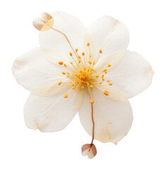 Naklejka premium PNG Jasmine flower blossom petals white.