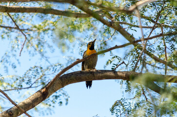 bird on a tree